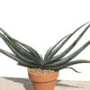 XL Mustache Aloe Plant (aloe suprafoliata)