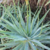 XL True Blue Aloe Plant (aloe hybrid)