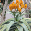XL African Tree Aloe Plant (aloe thraskii)
