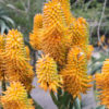 African Tree Aloe (aloe thraskii)