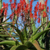 XL Madagascar Torch Aloe Plant (aloe vaombe)