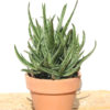 Lg. Petite Partridge Breast Aloe Plant (aloe variegata)
