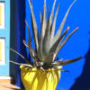 Aloe Vera (medical aloe)