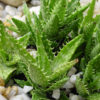 Lg. Zanzibar Voodoo Aloe Plant (aloe zanzibarica)