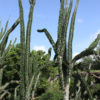 XL Devils Dagger Cactus (alluaudia montagnacii)