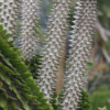 Silver Desert Serpent (alluaudia procera)