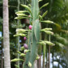 Organpipe Apple Cactus (cereus peruvianus)