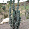 Monstrose Apple Cactus (cereus peruvianus)