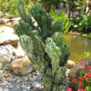 XL Blue Monstrose Cactus (cereus peruvianus)