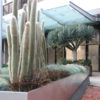 Clustering Giant Snow Pole Cactus Plant (cleistocactus strausii)
