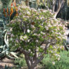 Lg. Lucky Jade Plant (crassula ovata)