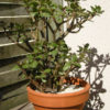 XL Lucky Jade Plant (crassula ovata)