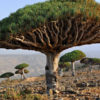 XXL Canary Island Dragon Tree (dracaena draco)