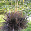 XXL Red Devil Dyckia Plant (dyckia sp)