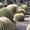 Lg. Golden Barrel Cactus (echinocactus grusonii)