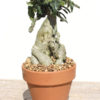 Lg. Euphorbia Ambovombensis Cactus (euphorbiaceae)