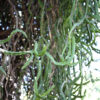 Bizarre Dancing Rain Tree Cactus* (euphorbia excelsa monstrosa)