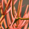 Fast Growing Fire Sticks Cactus* (euphorbia tirucalli fire)