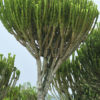 XL Euphorbia Ingens Cactus (euphorbiaceae)
