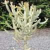 #1 Gorgeous White Ghost Cactus* (euphorbia lactea albo)