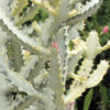 Euphorbia Lactea White Ghost Cactus (euphorbiaceae)
