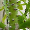 XXL Euphorbia Neriifolia Cactus (euphorbiaceae)
