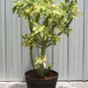 XXL Euphorbia Neriifolia Variegata Cactus (euphorbiaceae)