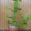 XL Euphorbia Paper Cactus (euphorbiaceae)