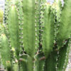 XL Euphorbia Eritrea Emerald Giant Cactus (euphorbiaceae)