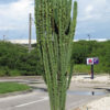 XL Euphorbia Eritrea Emerald Ripples Cactus (euphorbiaceae)