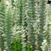 Euphorbia Trigona Variegated White Tip (euphorbiaceae)