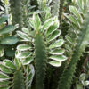 XL Euphorbia Trigona Variegated White Tip Cactus (euphorbiaceae)