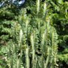Fast Growing Trigona Jade Tiger Cactus* (euphorbia trigona)
