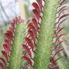 XL Euphorbia Trigona Red Cathedral Cactus (euphorbiaceae)