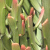 Euphorbia Xylophylloides Striata Cactus (euphorbiaceae)