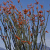 Desert Flame Ocotillo Cactus (fouquieria splendens)
