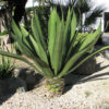 Lg. Jade Paper Leaf Agave (furcraea foetida)