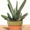 Knockout Limewarty Gasteria Plant (aloe-like)