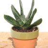 Lg. Gasteria Nigricans Plant (aloe-like)