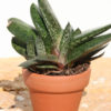 Popular Vlockii Gasteria Plant (aloe-like)