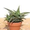 Haworthia Cha Cha Aloe Plant (aloe-like)