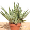 Haworthia Diego White Lightning Aloe Plant (aloe-like)