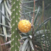 Wild Yellow Dragon Apple Cactus (harrisia eriophora)