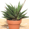 Top Seller Limifolia Fasciata Haworthia Plant (aloe-like)