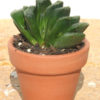 Haworthia Maughanii Plant (aloe-like)