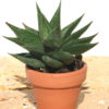 Haworthia Resendeana Plant (aloe-like)