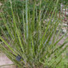 Lg. Giant Desert Hesperaloe (hesperaloe funifera)
