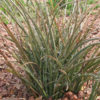 Lg. Bright Red Flame Flowering Yucca Plant (hesperaloe parviflora)