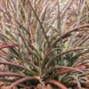 2 Plants Red Flame Yucca Plant (hesperaloe parviflora)