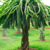 Valdivia Roja Dragon Fruit Plant (hylocereus ocamponis)